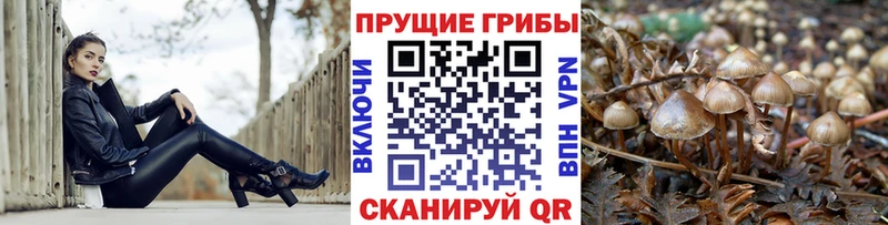 Галлюциногенные грибы Psilocybine cubensis  Сасово 